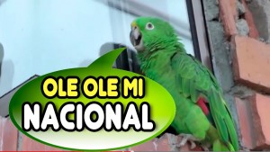 El loro que le canta a Nacional