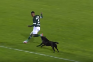 Perro persigue jugador