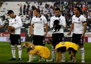 Colo Colo perros