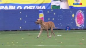 perro colombia brasil eliminatorias en el metropolitano